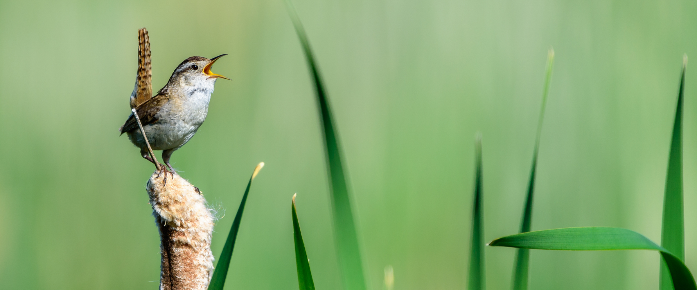 Marsh Wren singing on a cattail