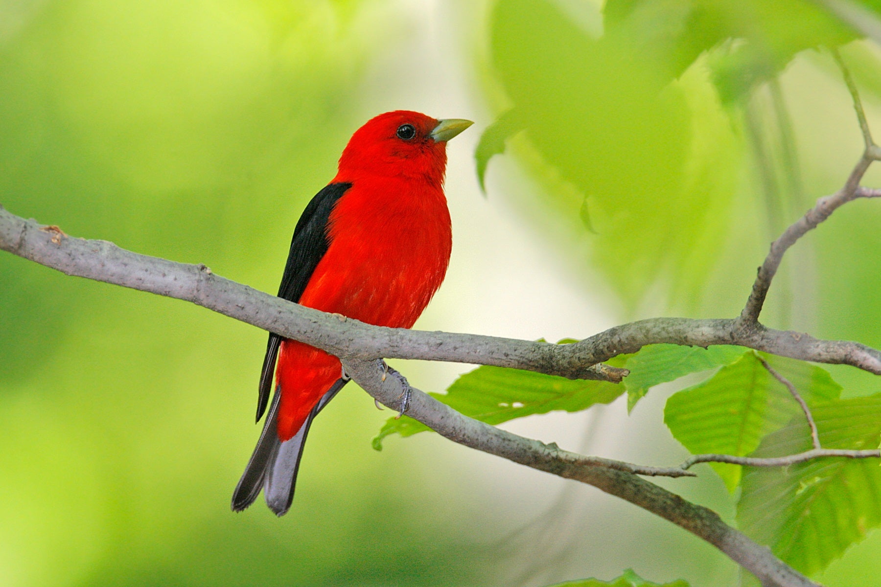 Scarlet Tanager.