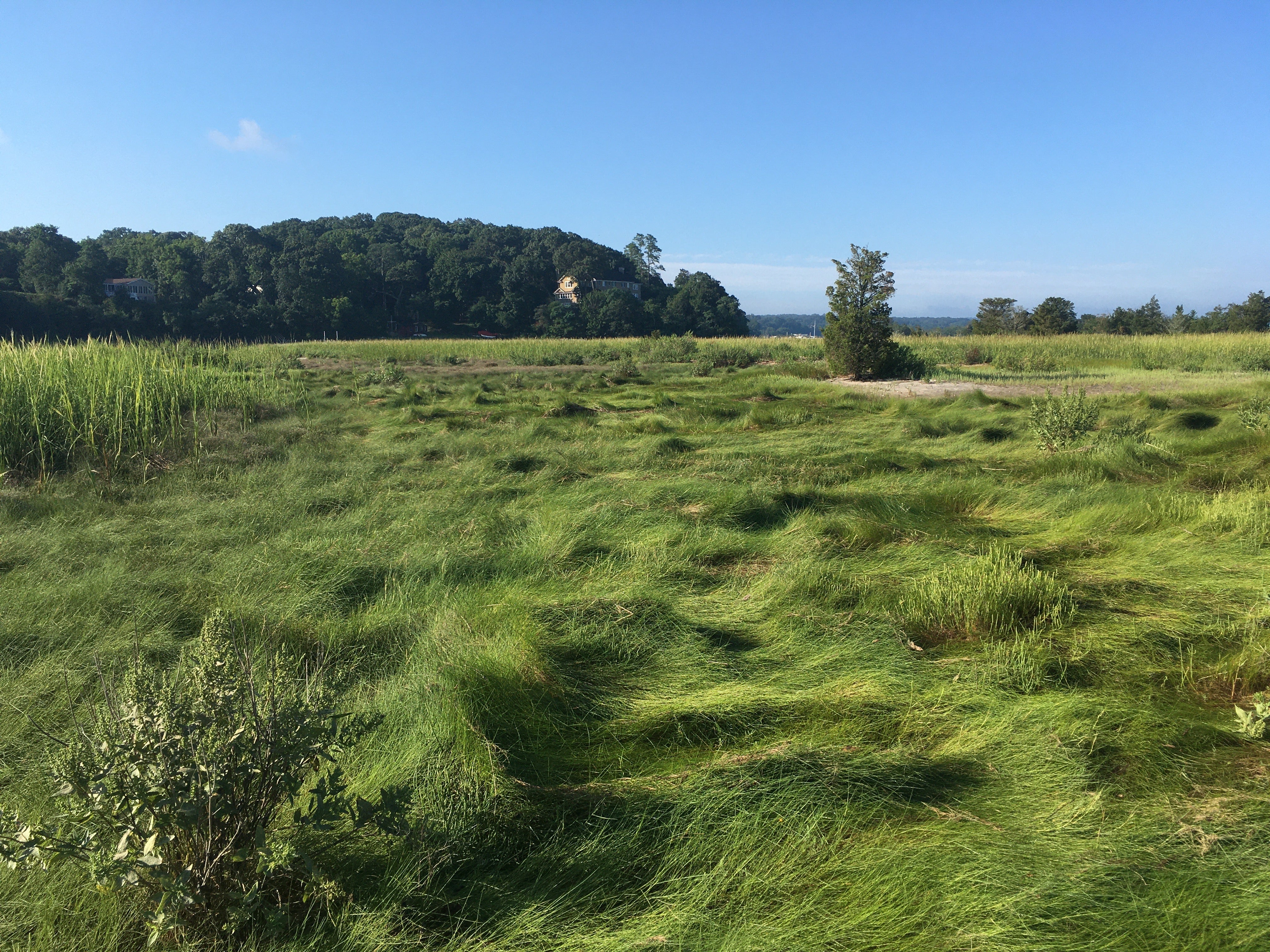 High marsh habitat in Stony Brook Harbor, NY.