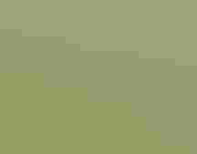 Wood Thrush.