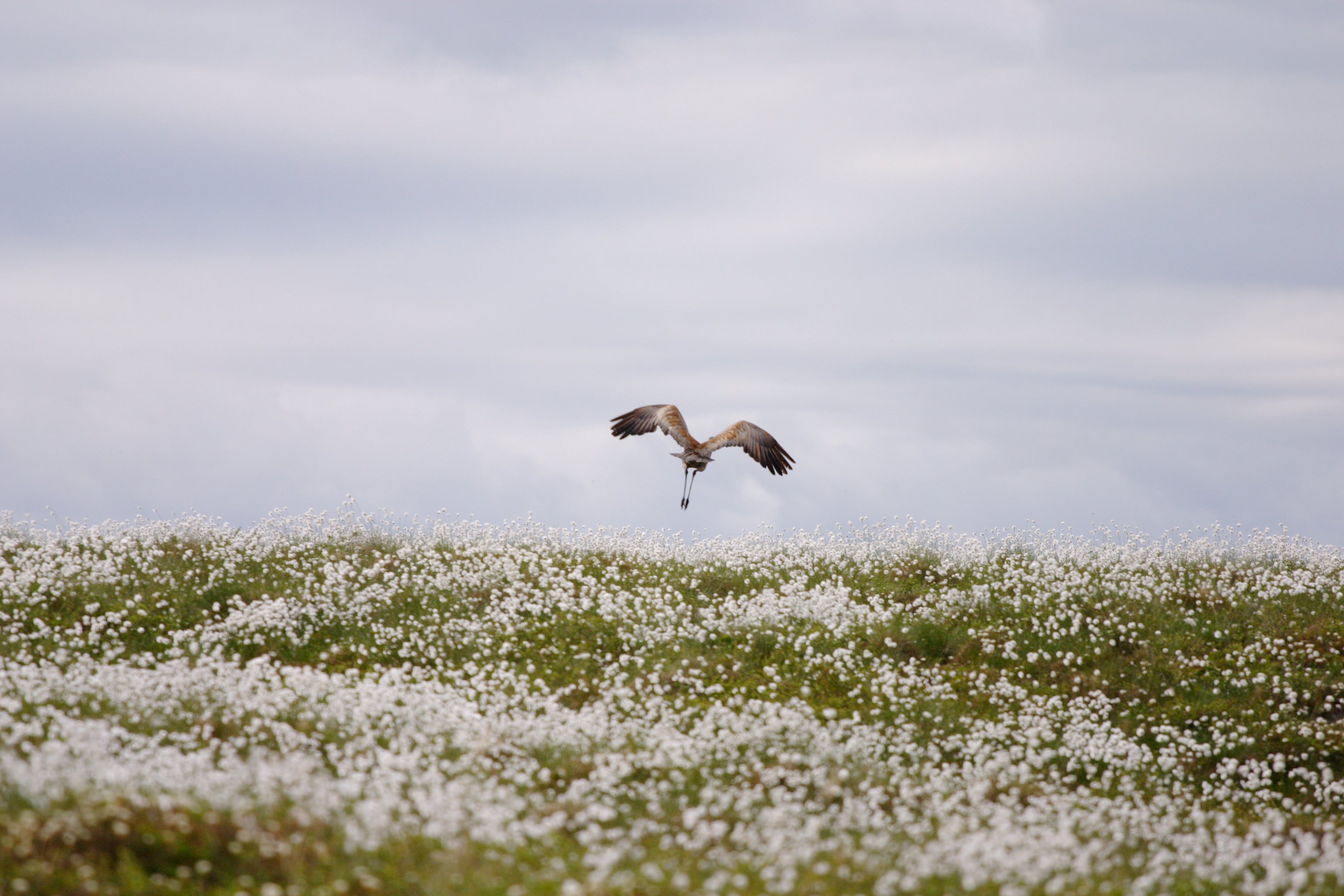 Large bird flying out of field