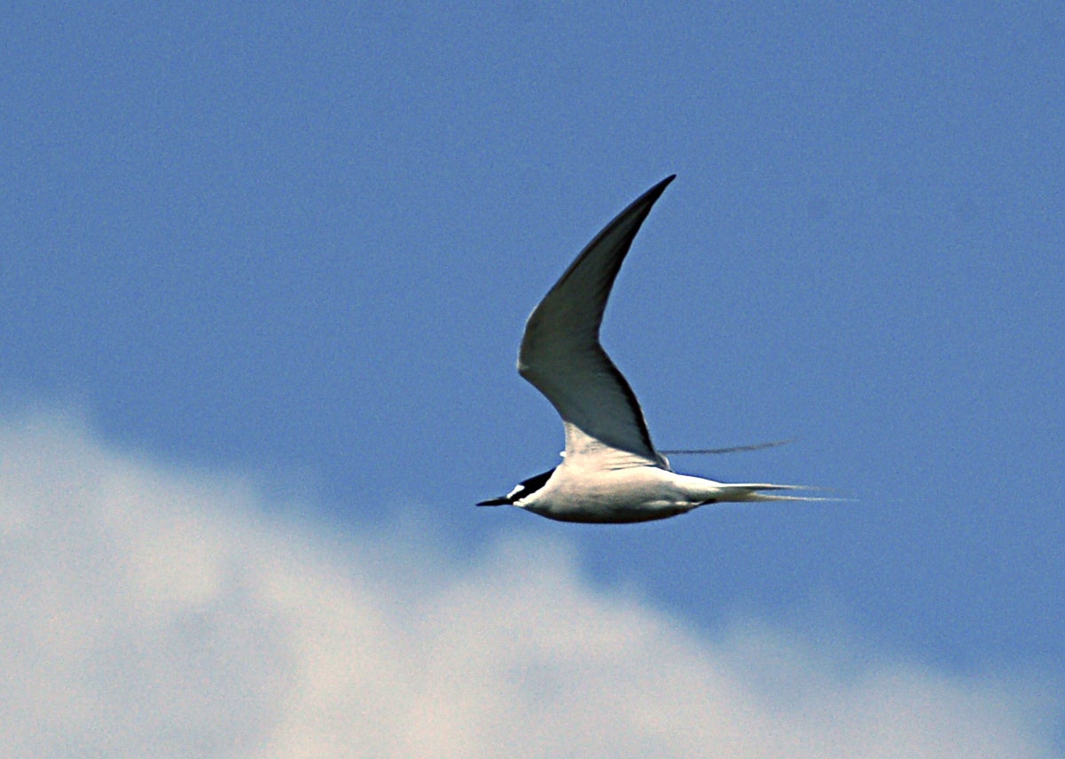 Aleutian Tern.