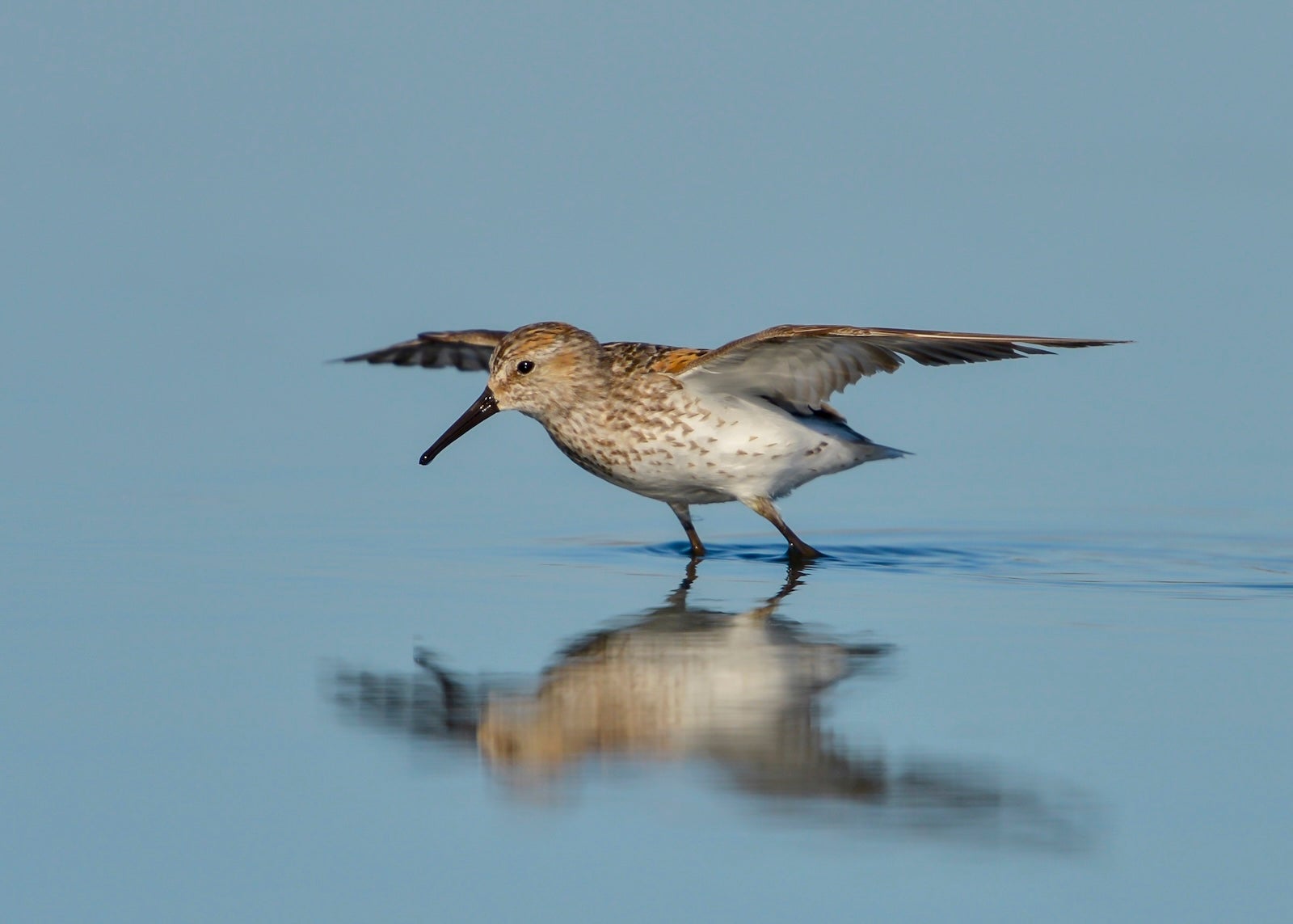 Shorebird feeding in mud