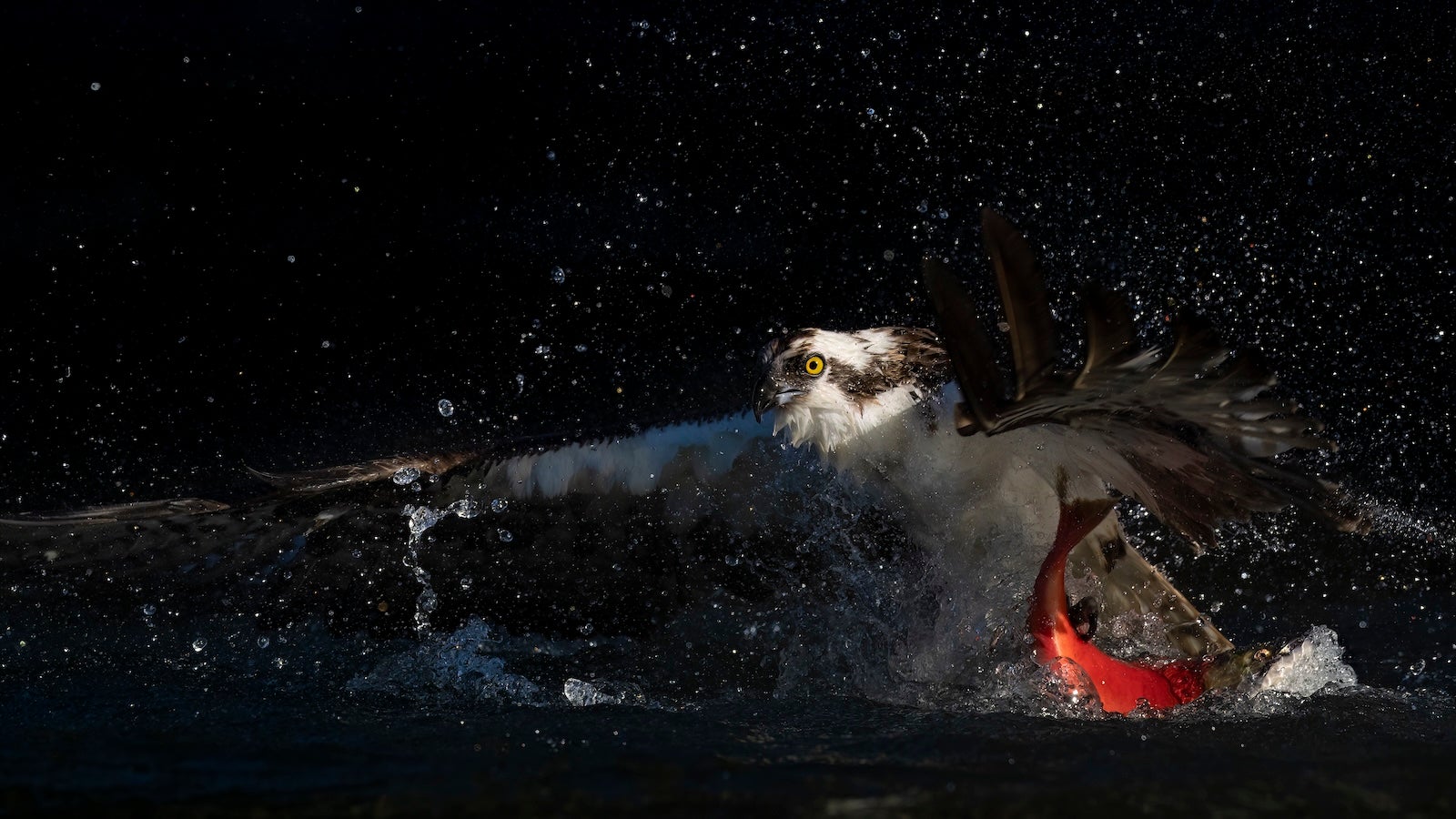 Bird diving for fish in water