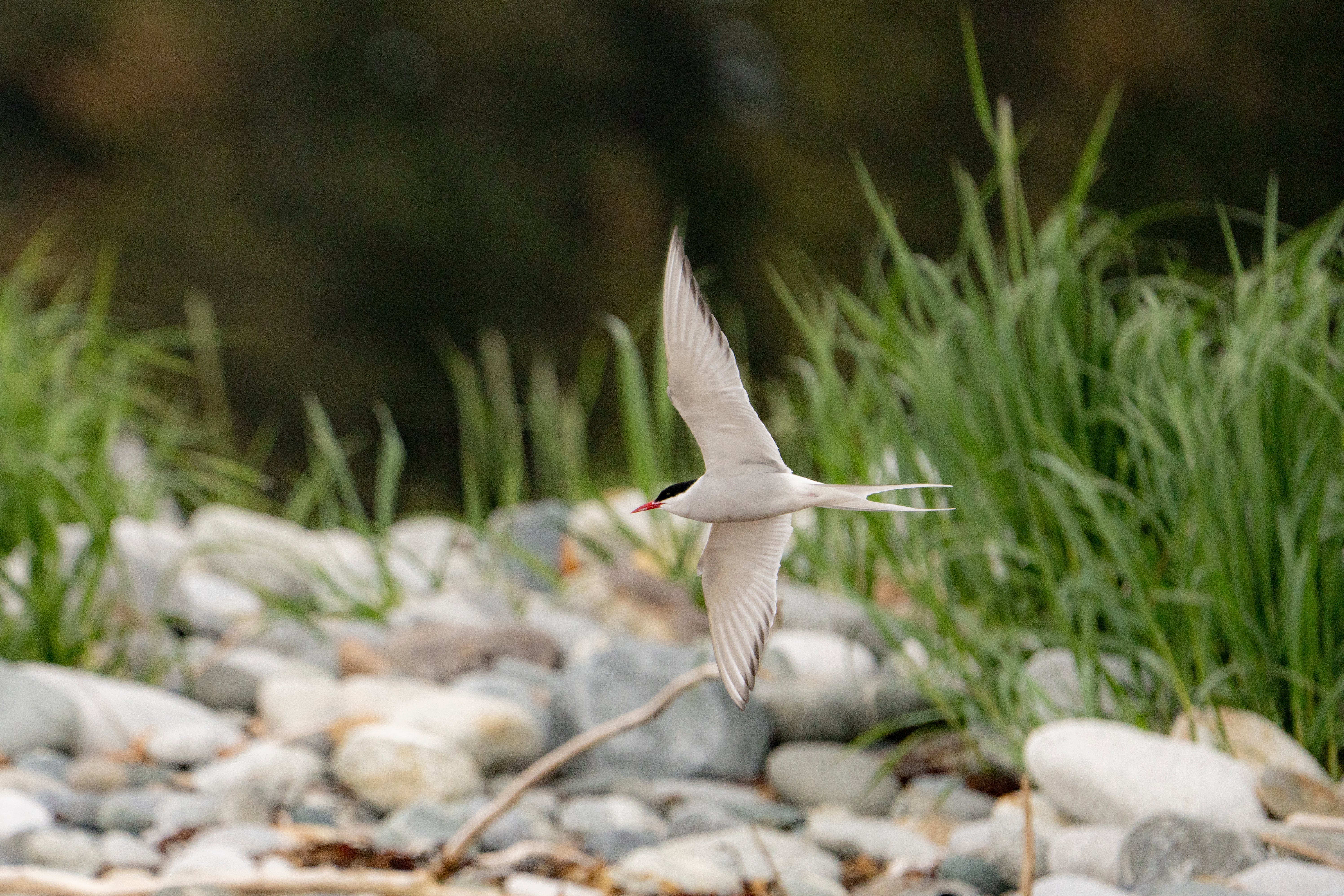 Bird in flight over rocky beach