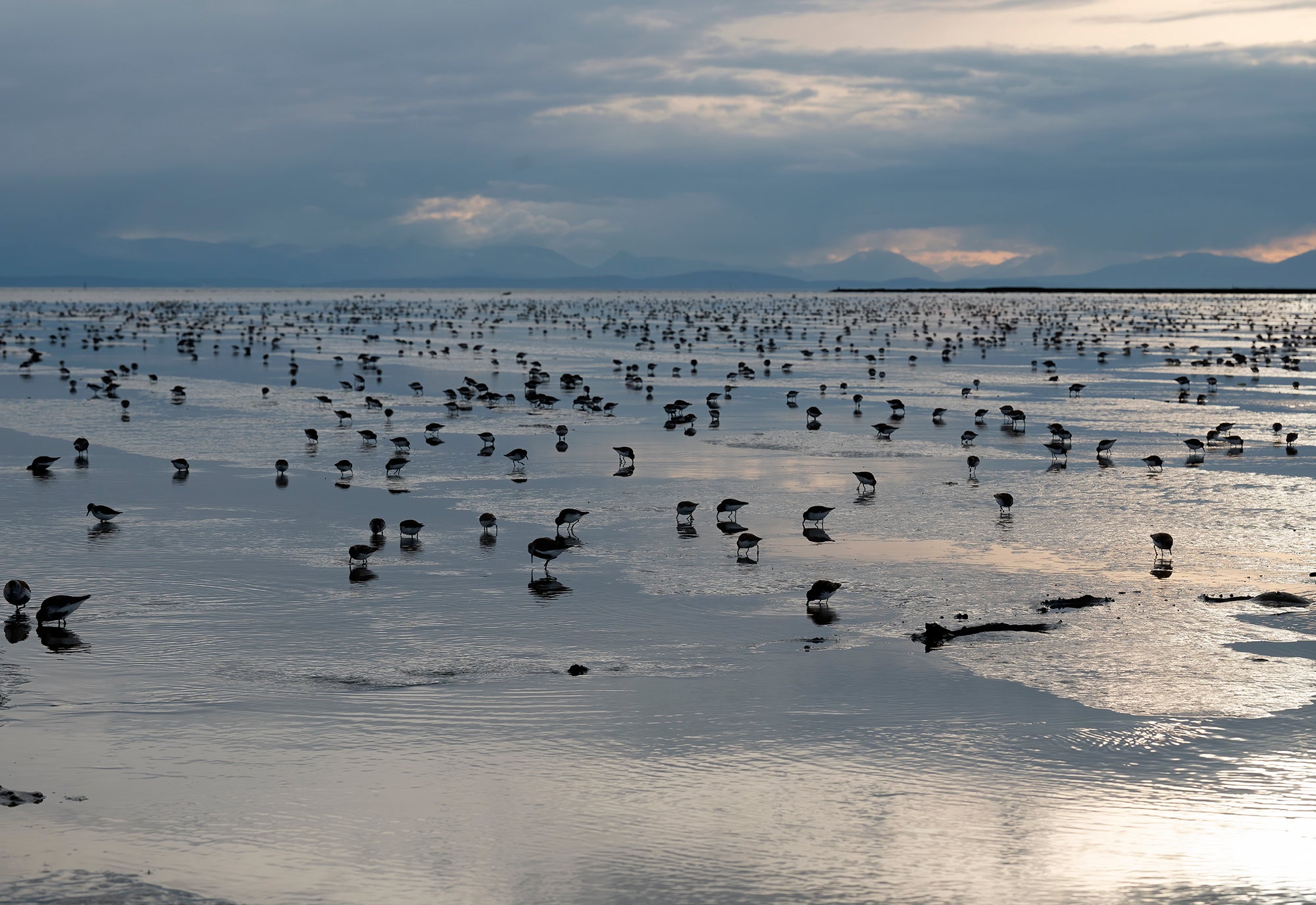 Shorebirds feeding on shore