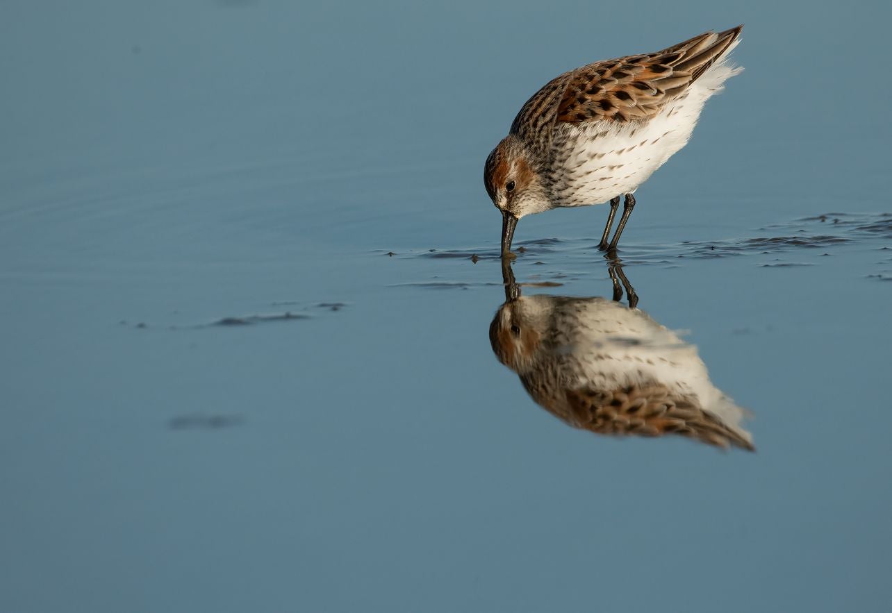 Shorebird feeding in mud