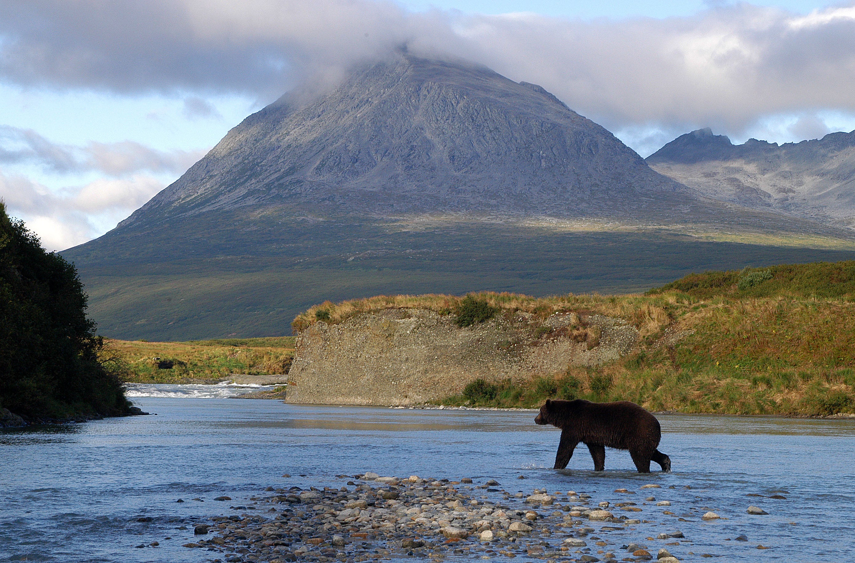 Bear on river