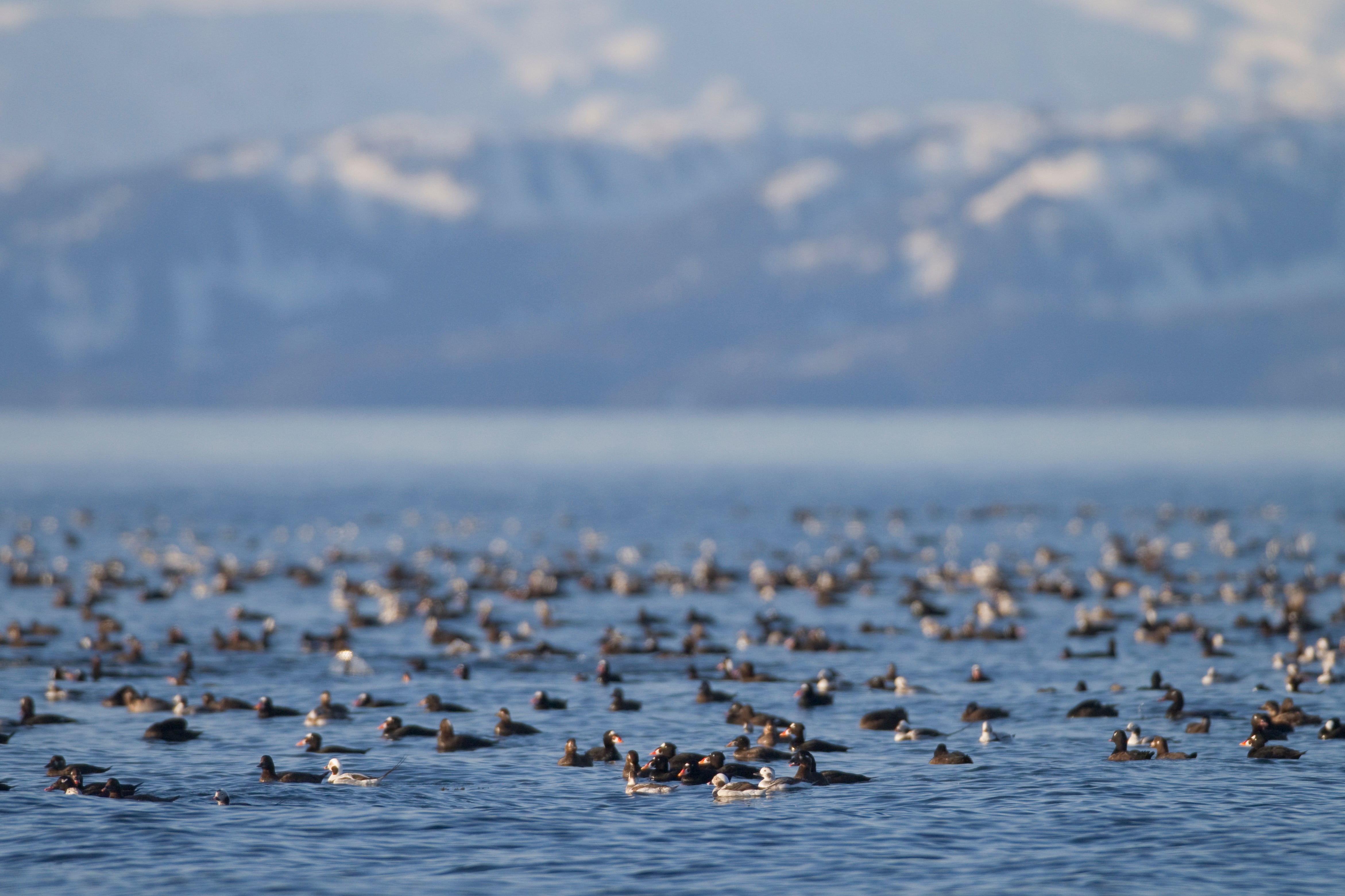 Surf Scoter flock