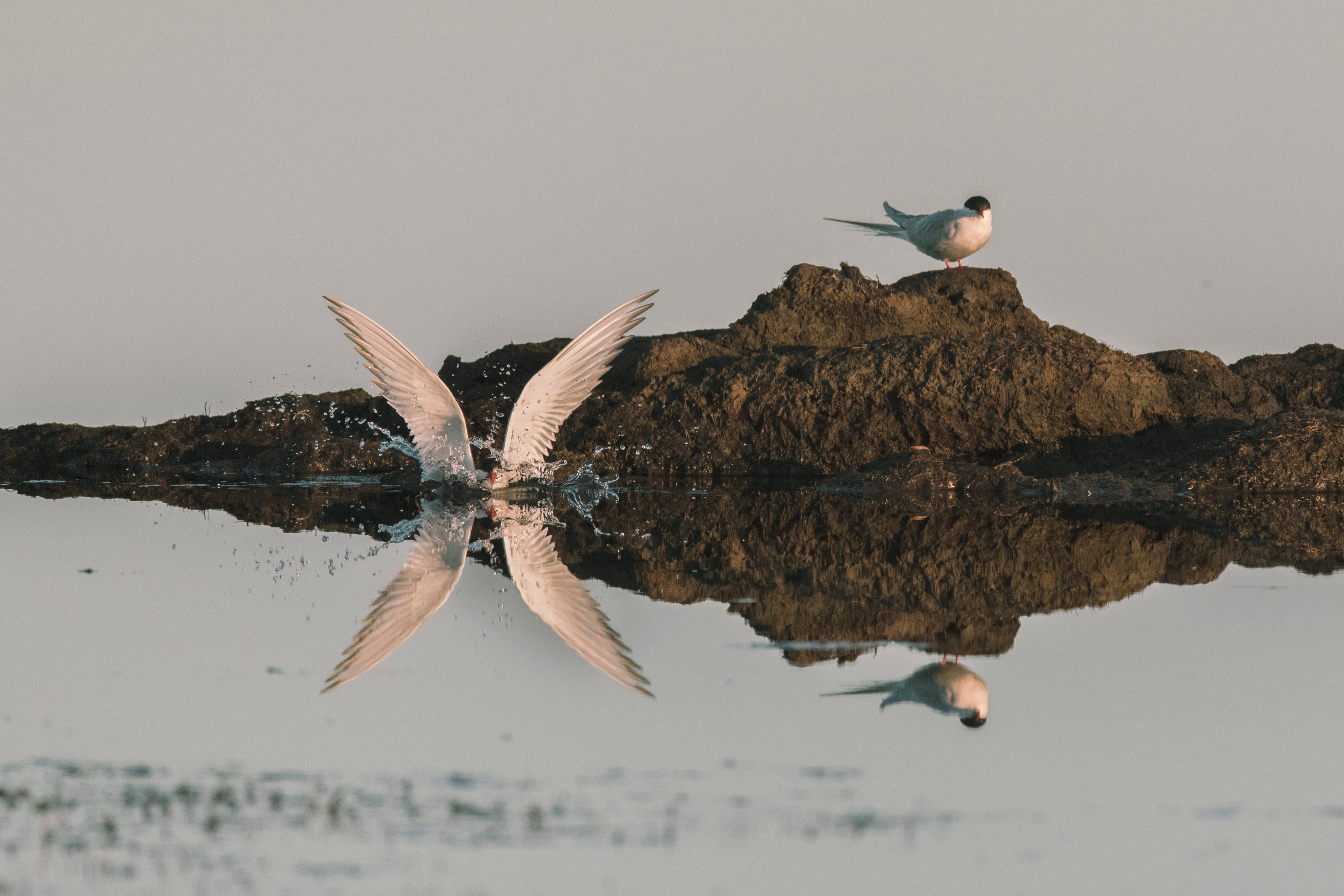 Two birds bathing in fresh water