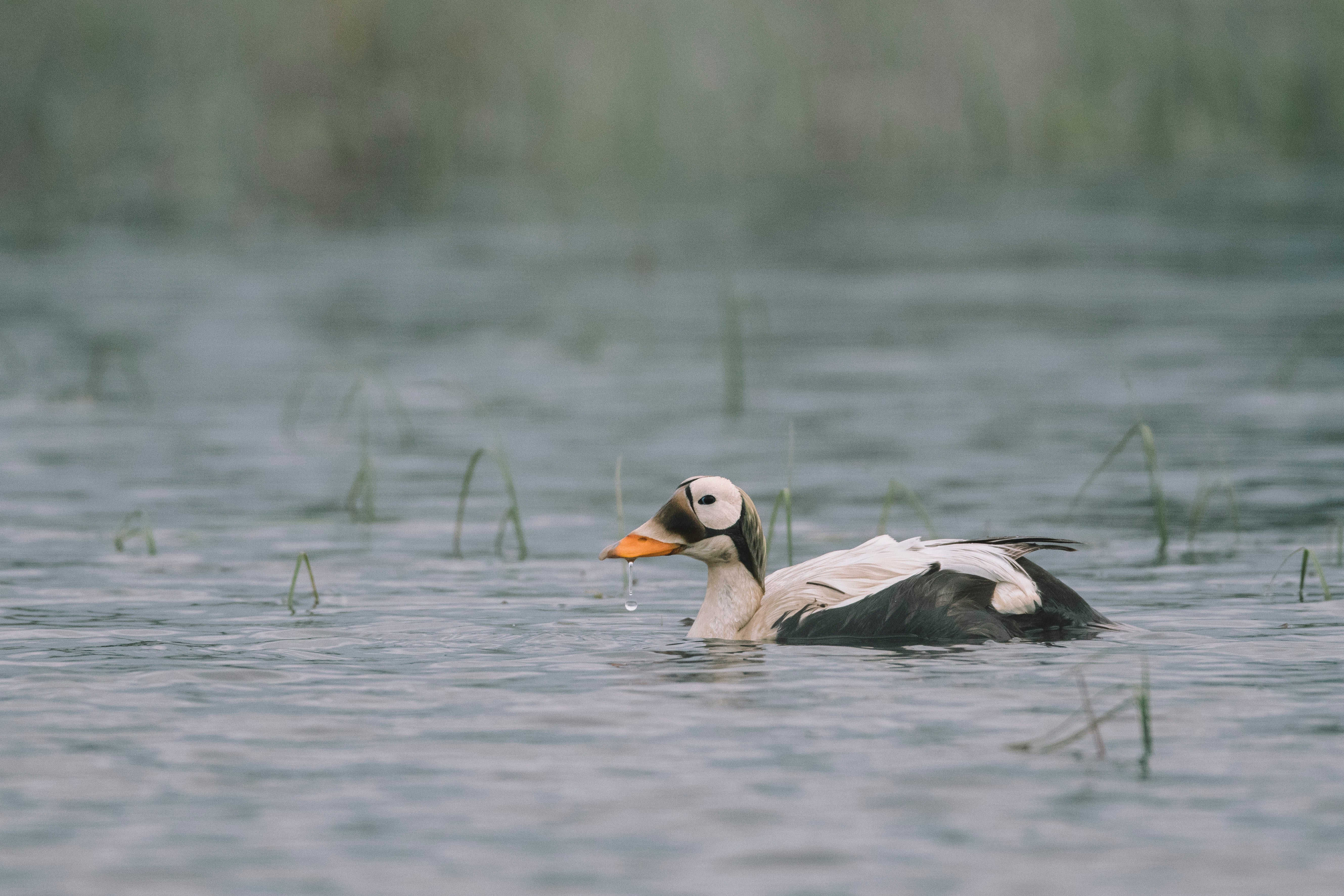 Spectacled Eider at Teshekpuk Lake
