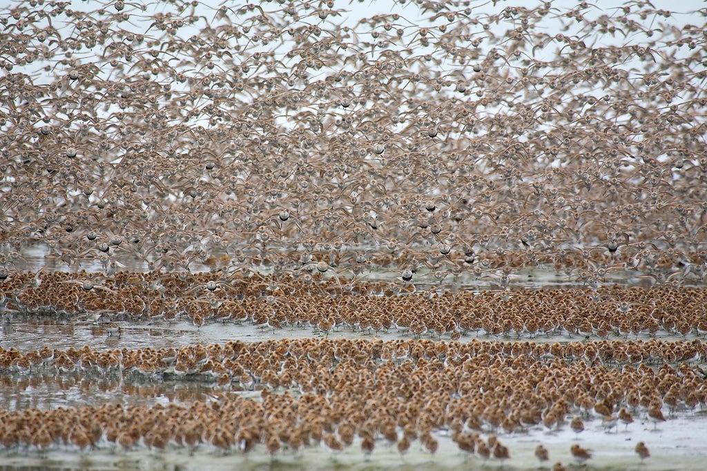 Flock of shorebirds