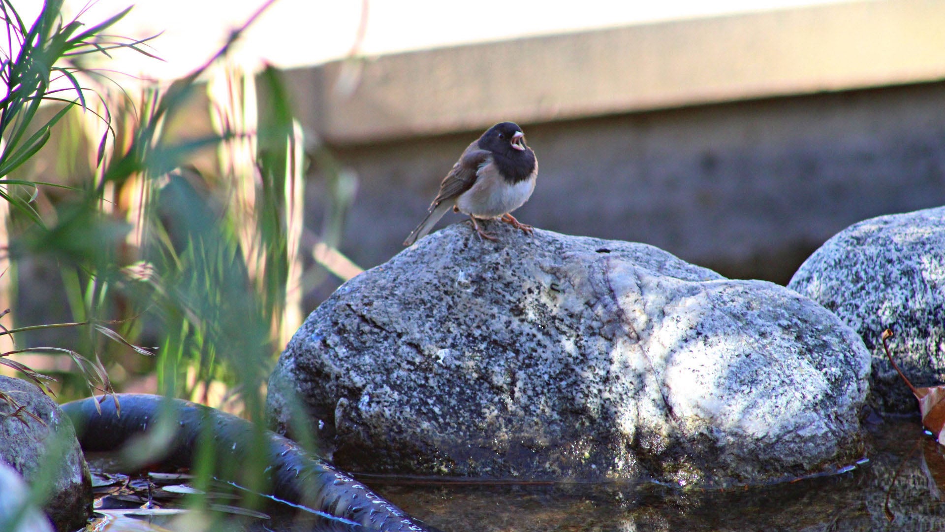 A Dark-eyed Junco yawning by the pond. Photo by Samantha Ramirez.