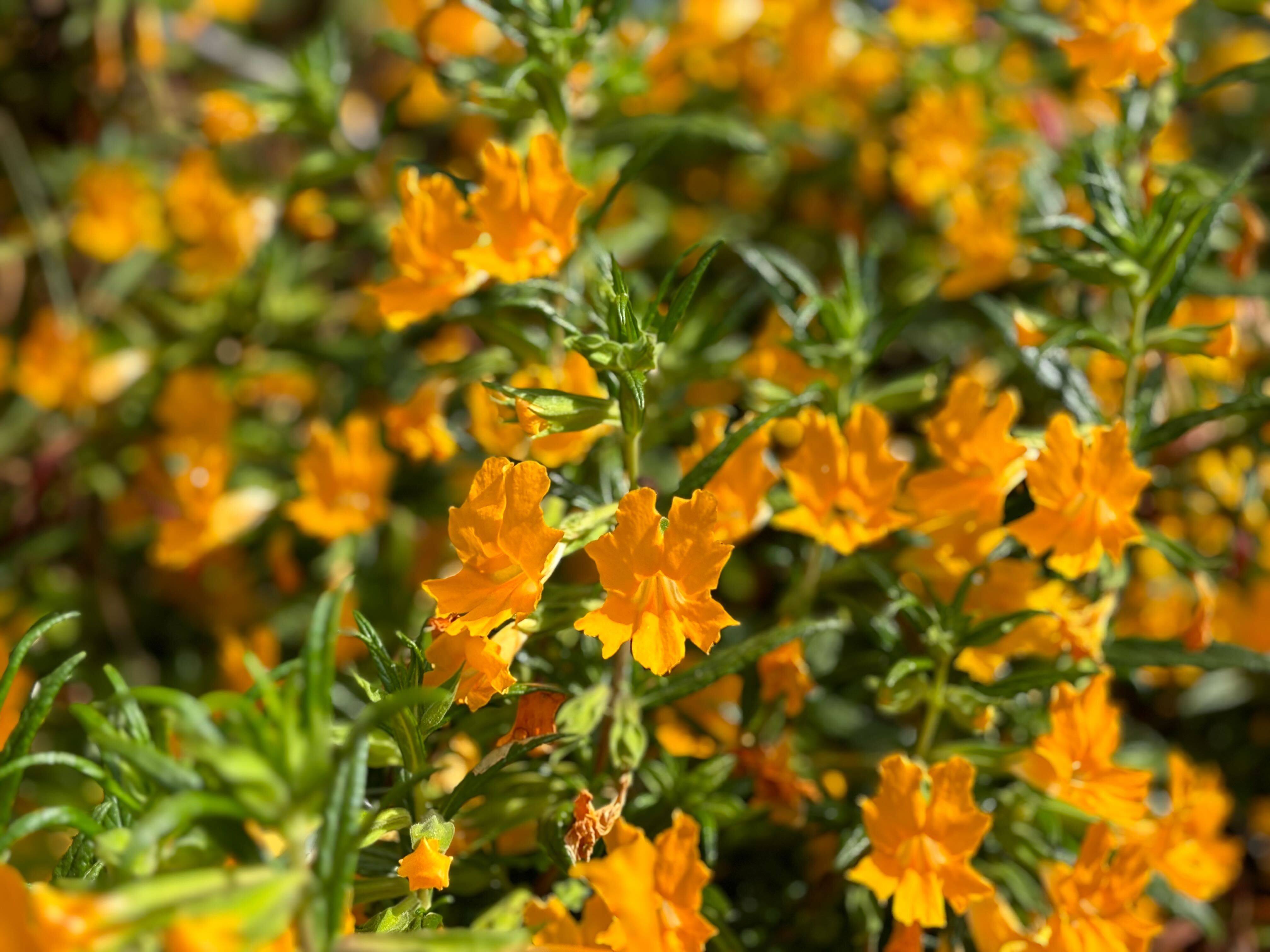 Orange sticky-monkey flowers are in bloom.