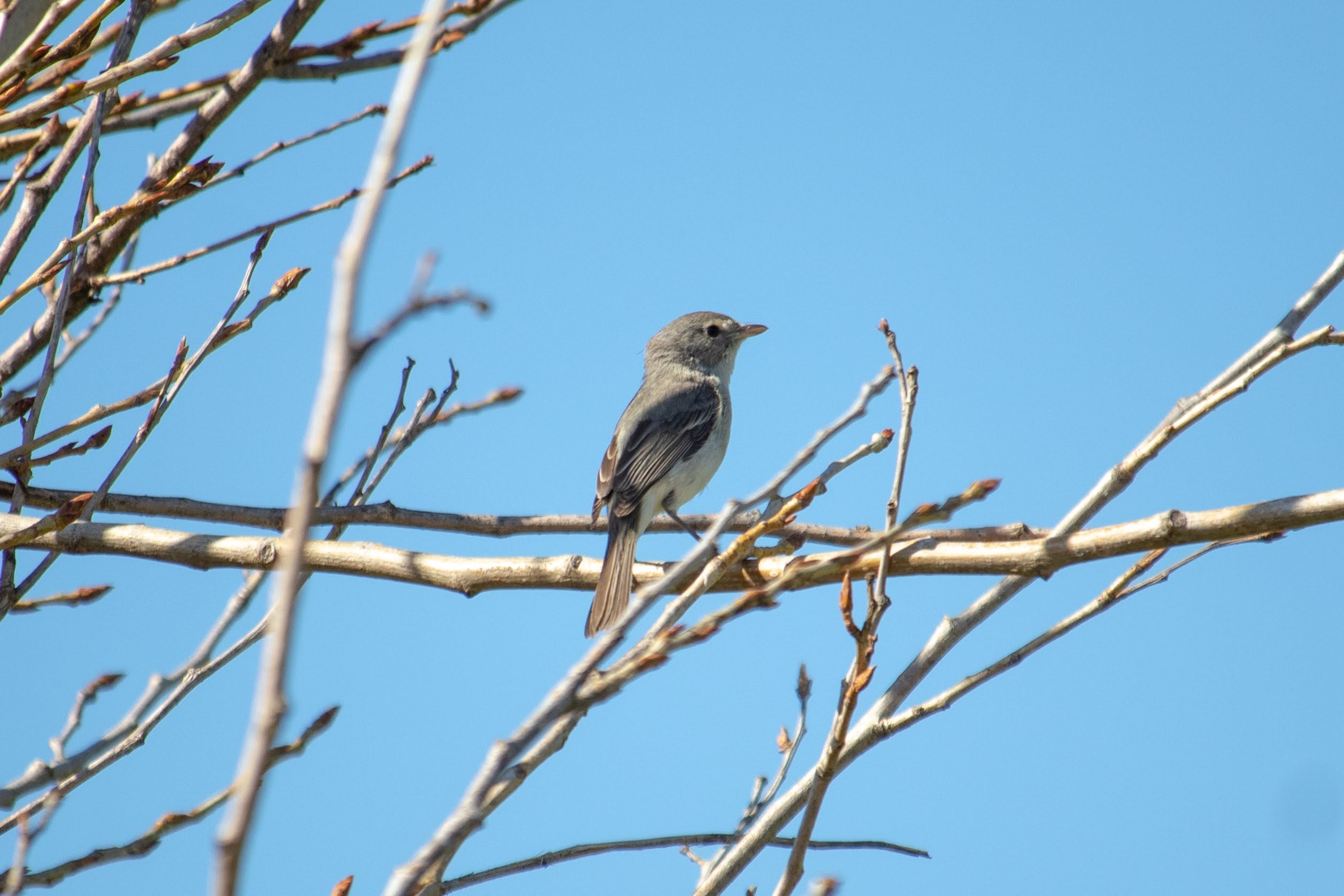 Small olive grey brrd perched 