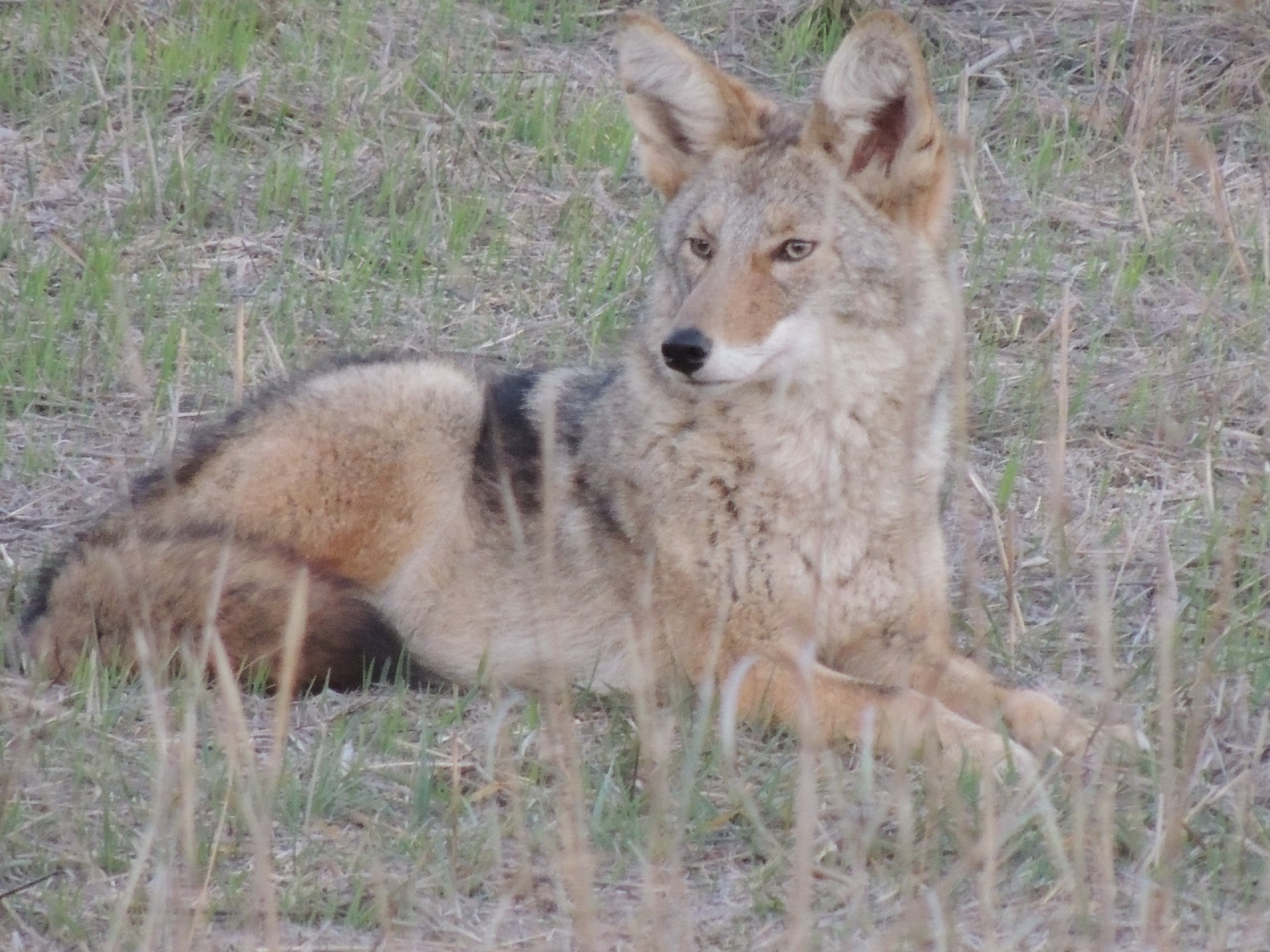 Coyote laying in grass. 