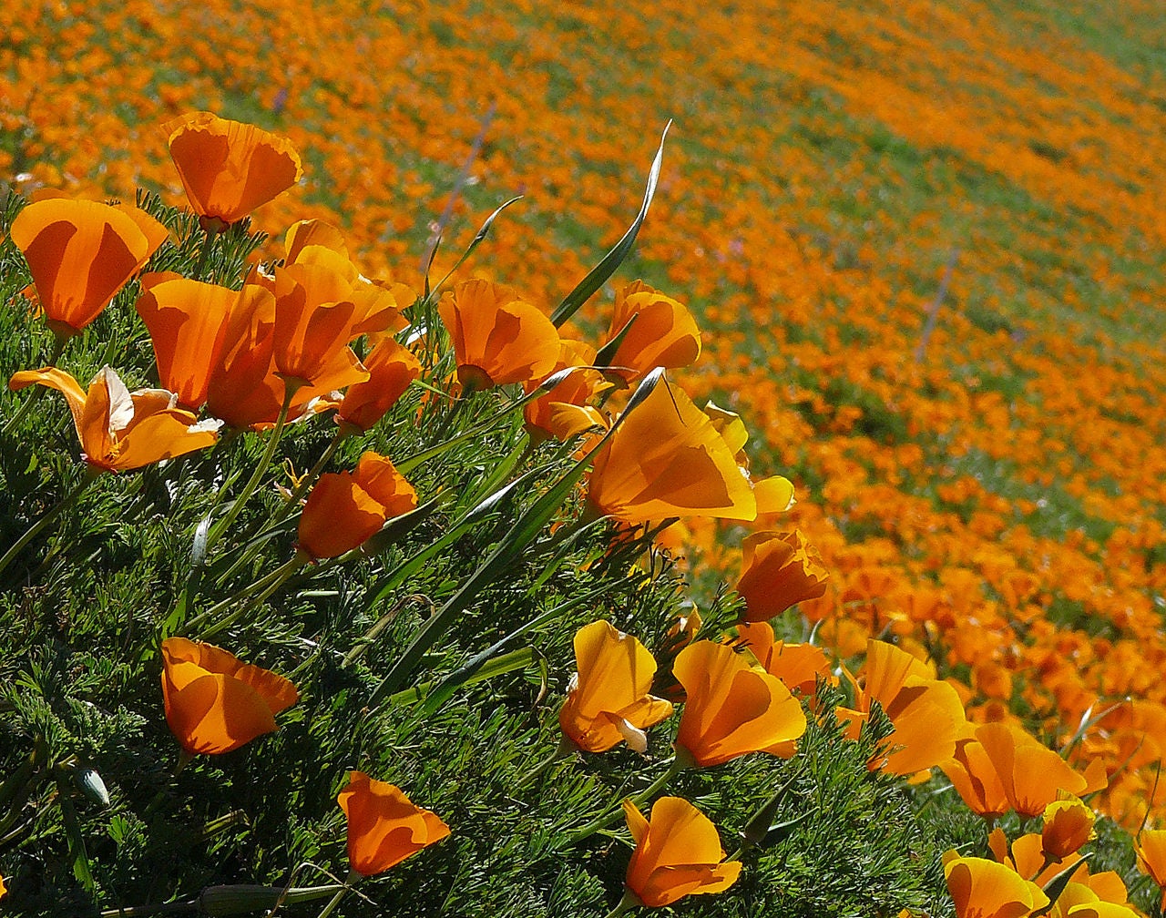 California poppies on the hillside. 