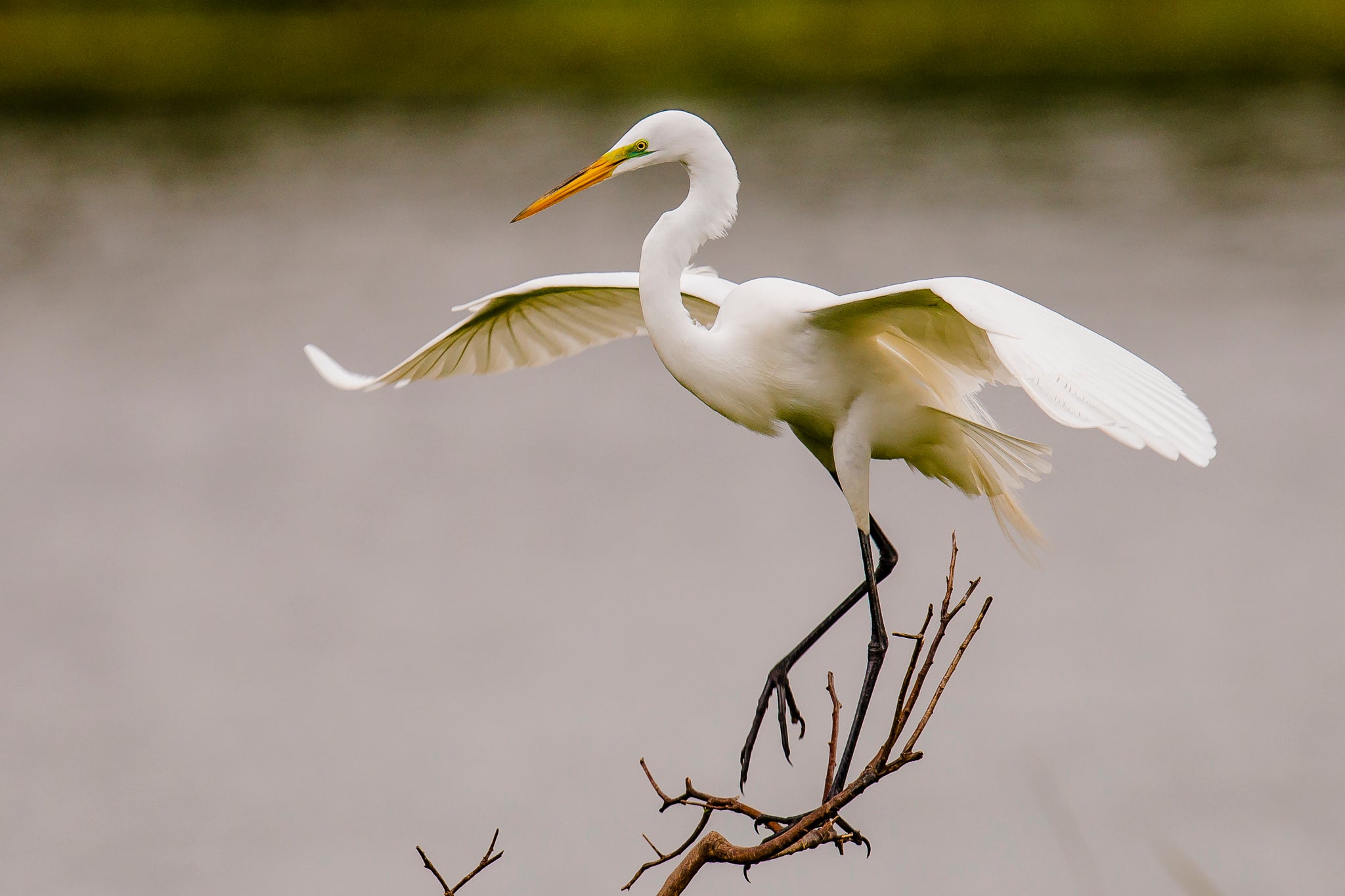Great Egret balancing on a branch,