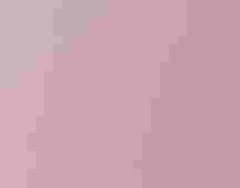 A House Finch sits in a blossoming pink tree.