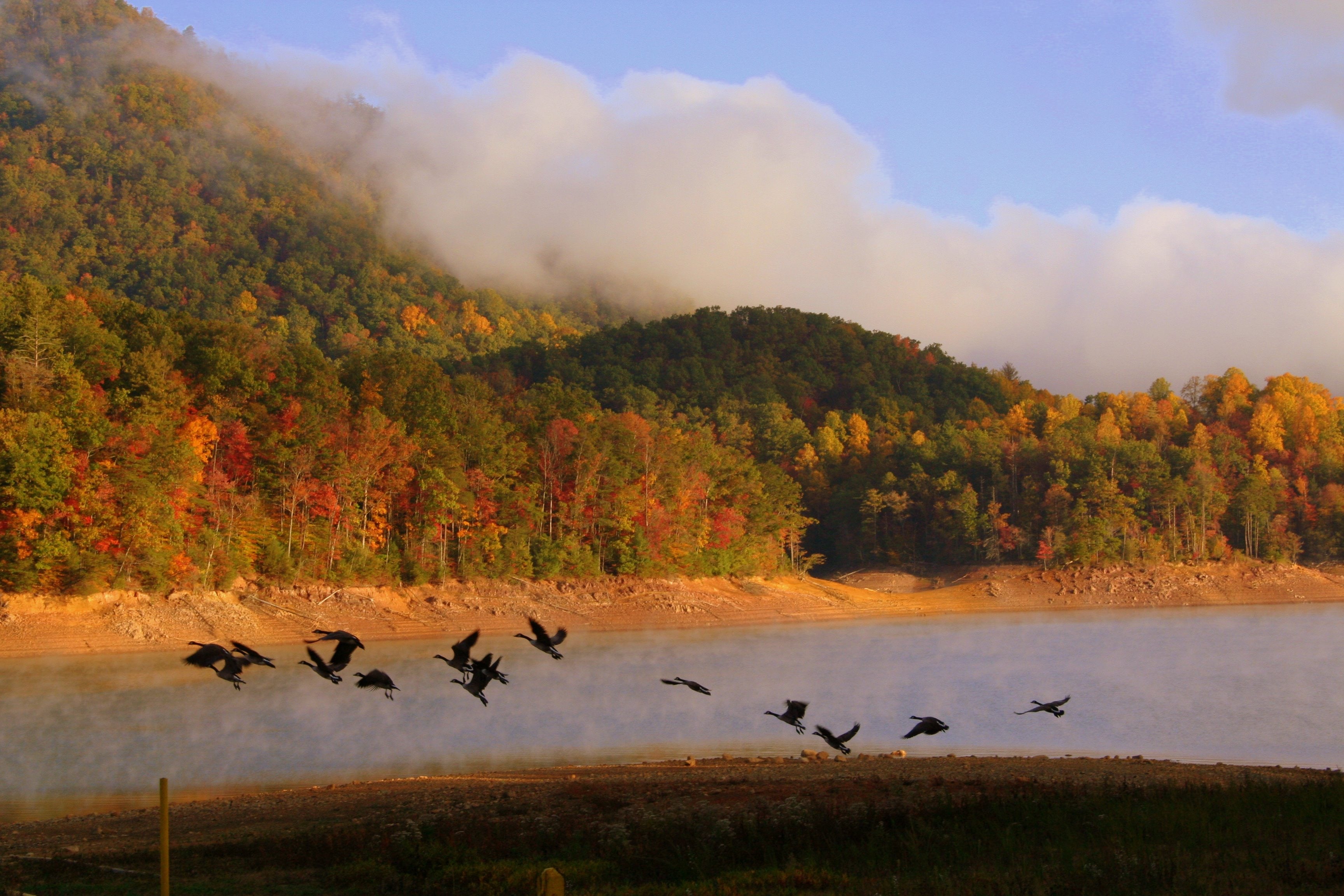 Canada goose flying ovre body of water. 