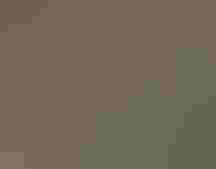 Close-up of a coyote.