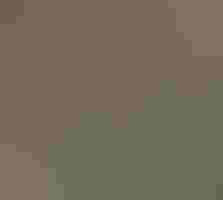 Close-up of a coyote.