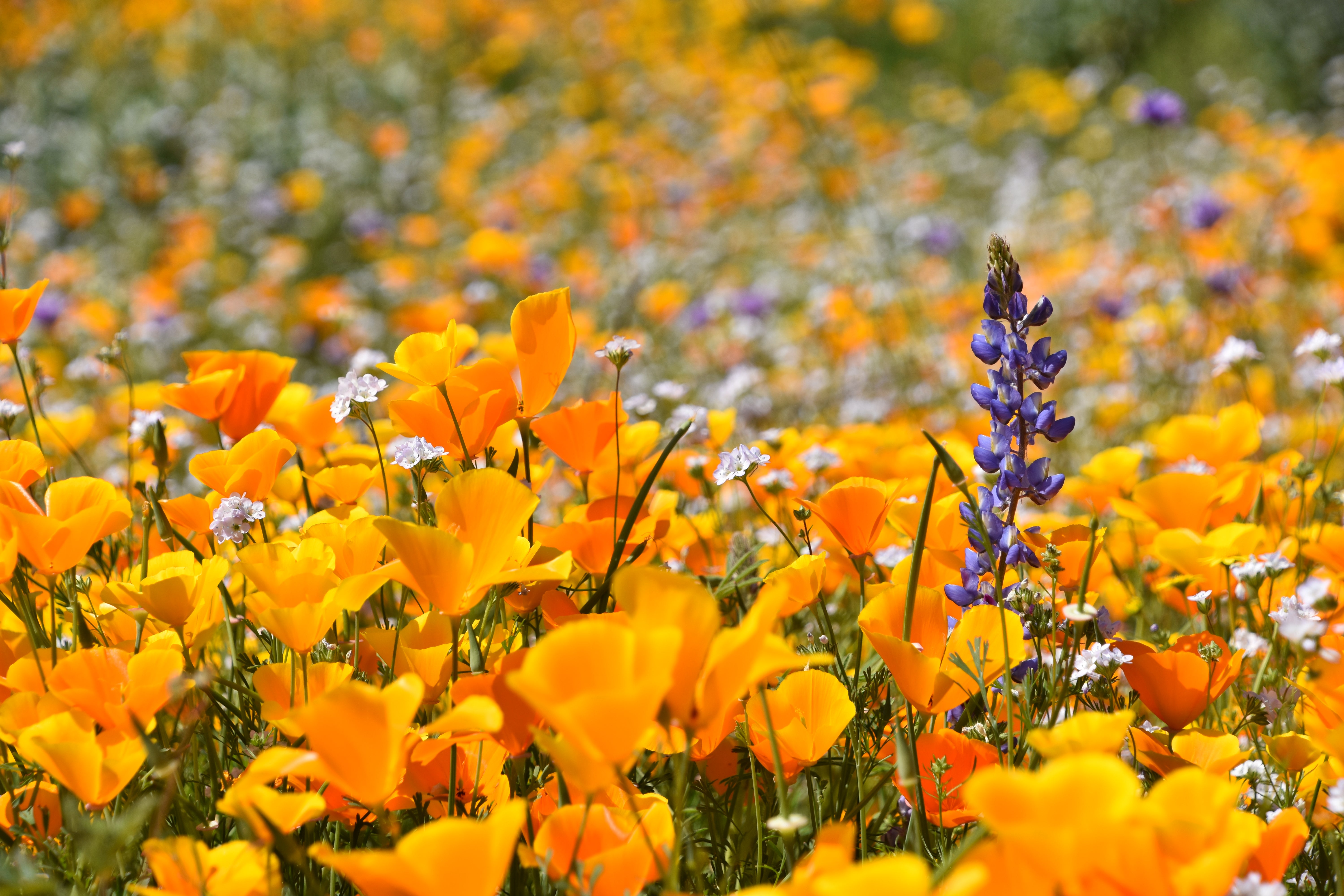 Poppies and lupine flowering on California hillside.