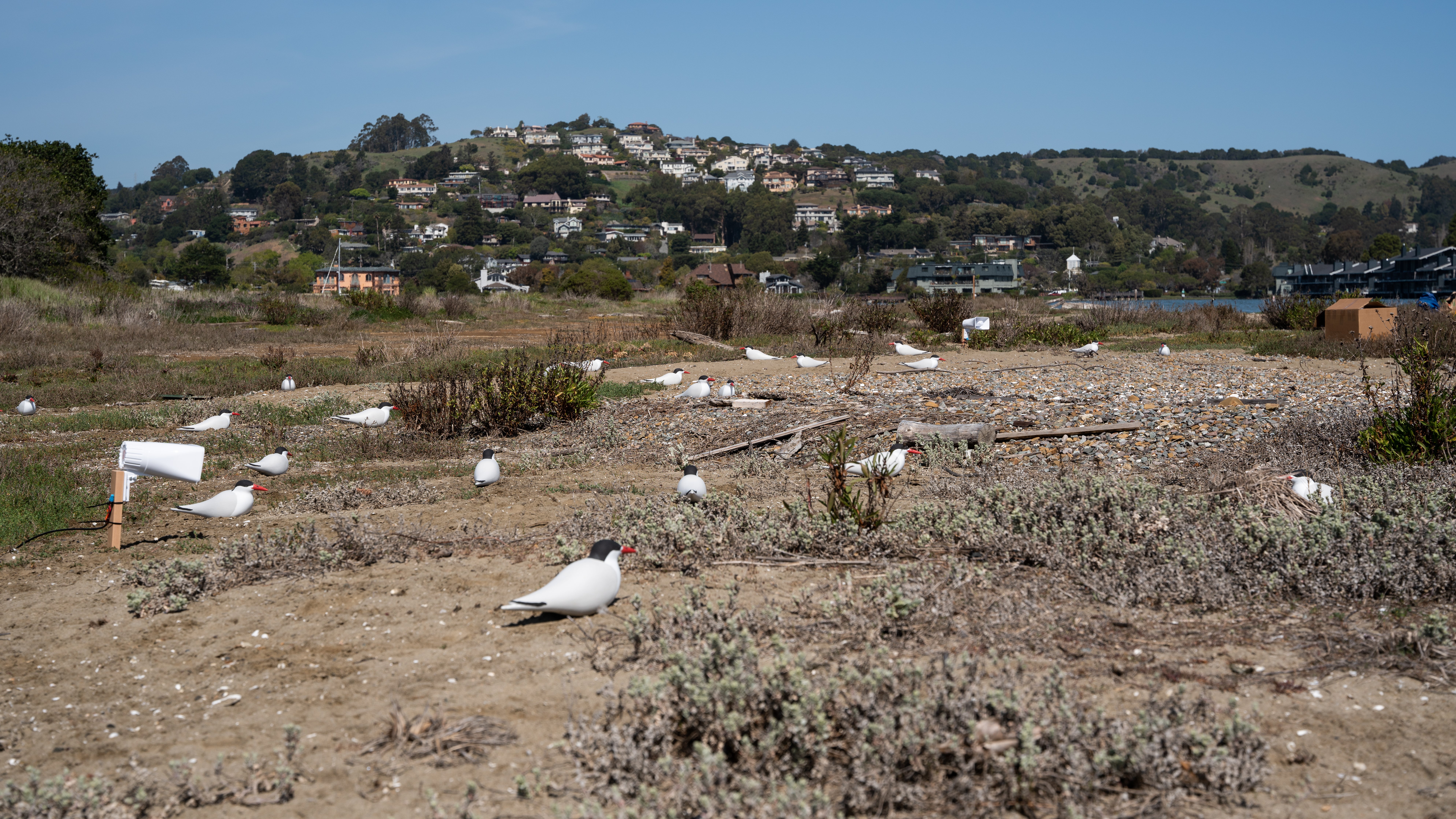 Caspian tern decoys in the sand