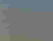 Caspian tern decoys in the sand