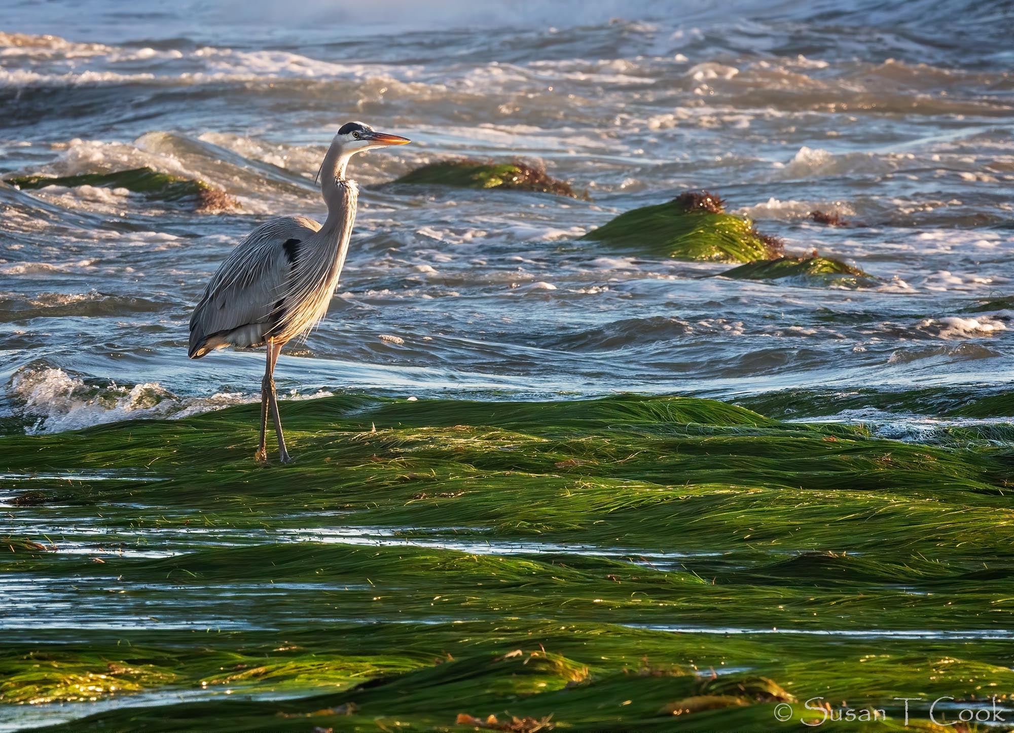 Great Blue Heron foraging in eelgrass revealed at low tide.