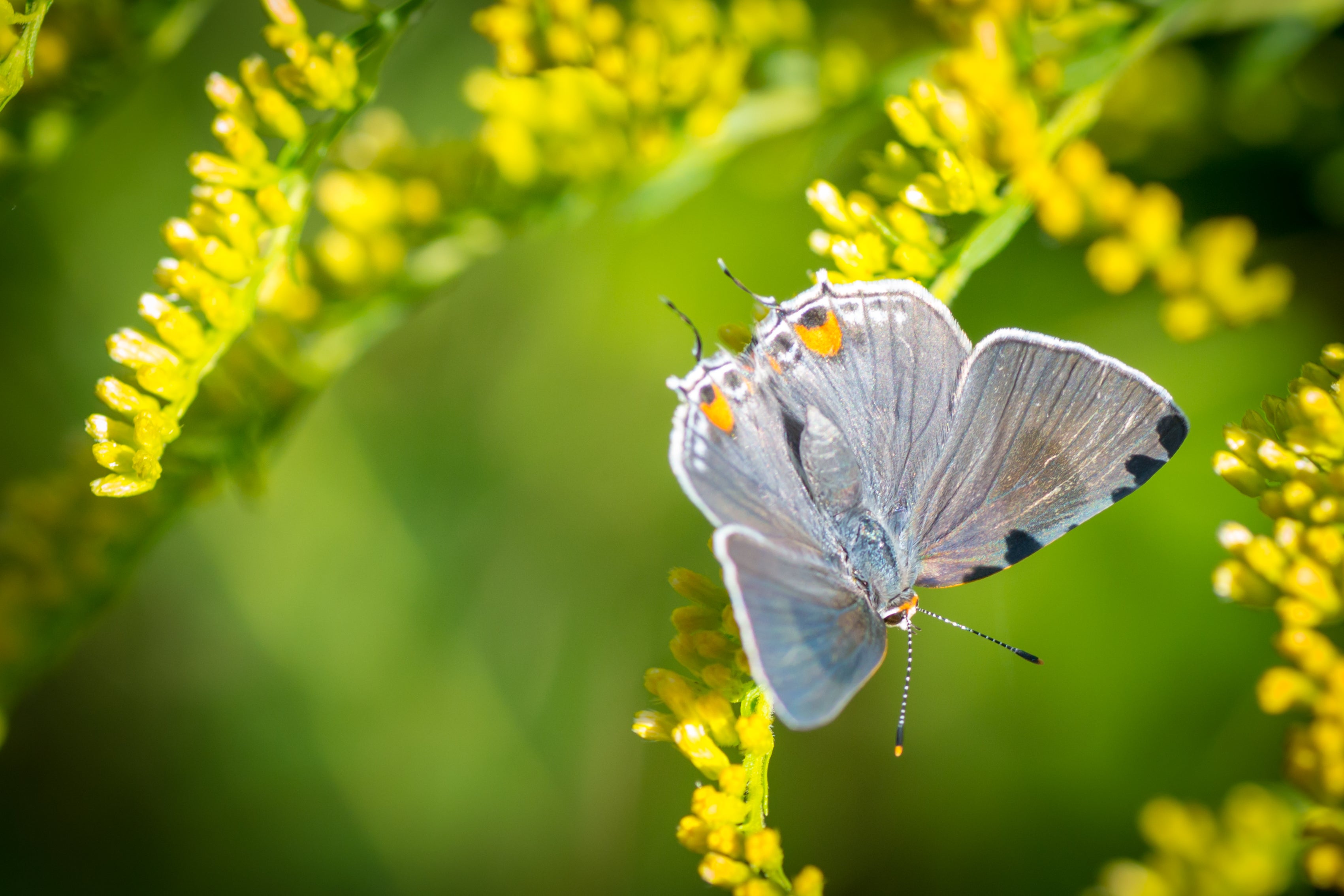 Gray hairstreak on a yellow flowering bush.