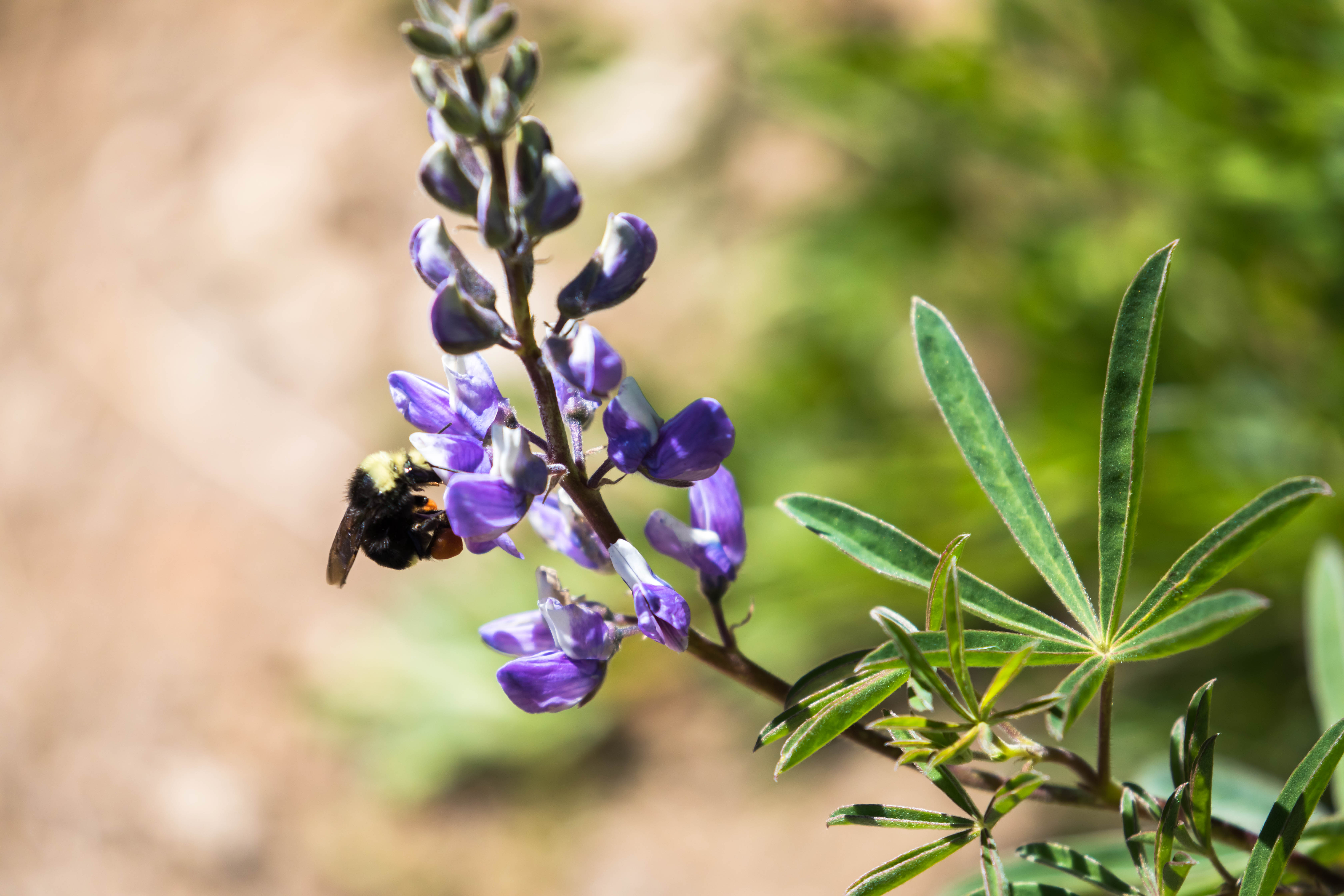 Yellow-faced bumble bee on flowering lupine. 