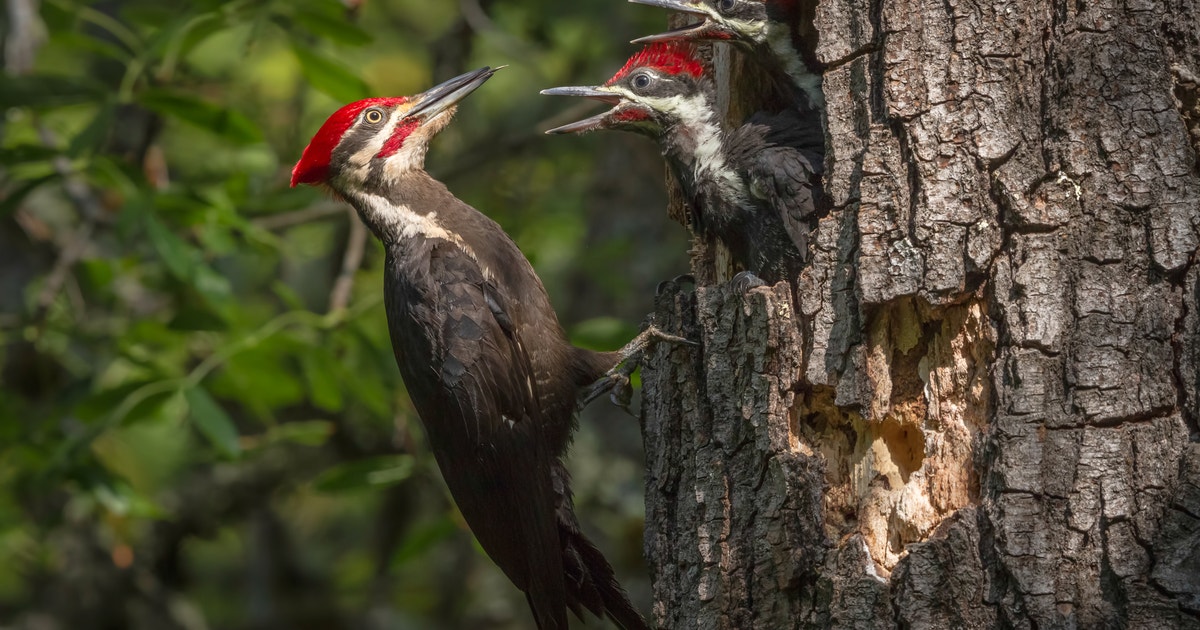 Guide to Bird-Friendly Tree Trimming | Audubon