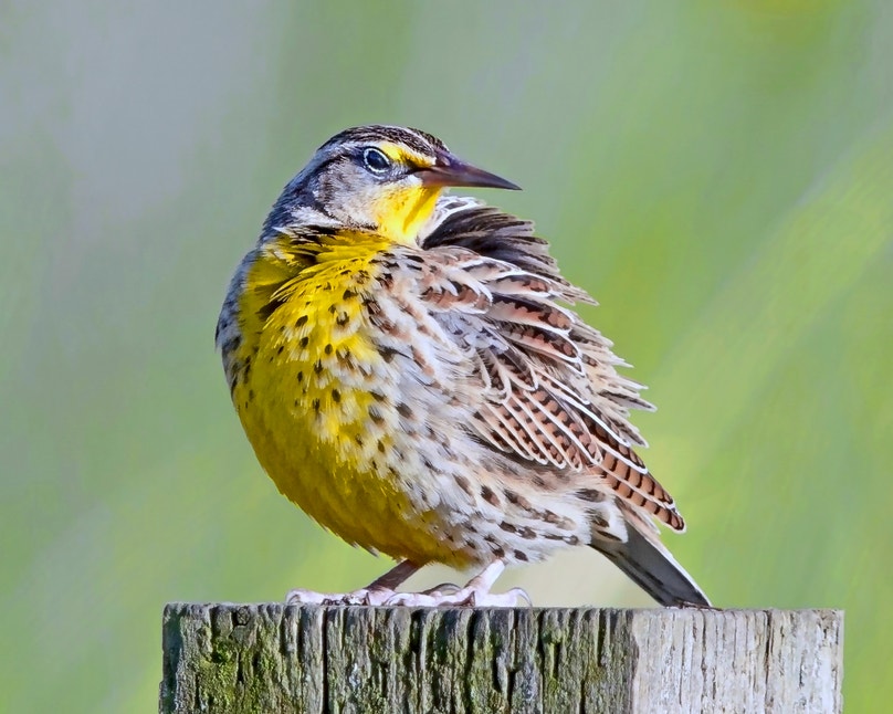 Women in Audubon Conservation Ranching: California | Audubon