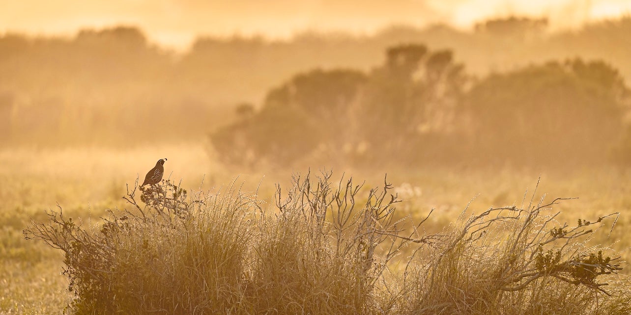 A California Quail perches on top of a small bush in a field. One row of bushes and trees in the foreground is in focus, along with the quail, while other bushes are out of focus or blurred. The scene is a muted brown and orange, with layers of light and 