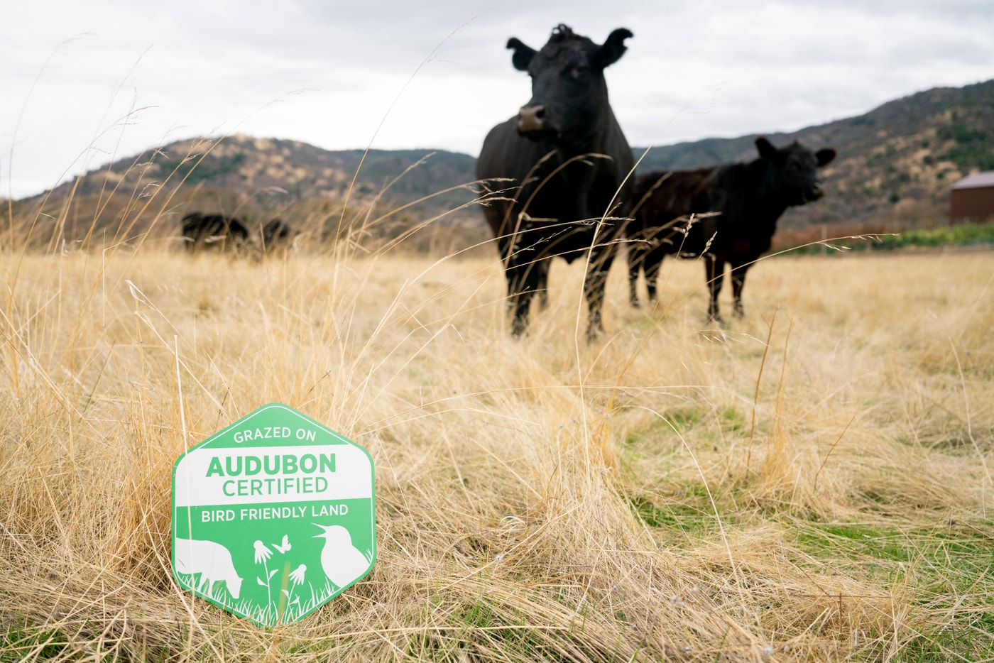 Conservation Ranching Audubon Conservation Ranching Expands Along the West Coast with Support ...