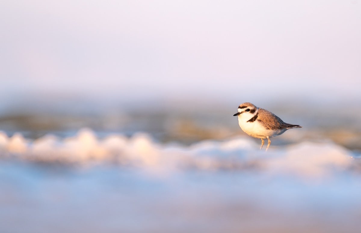 Snowy Plover at the Salton Sea Shore