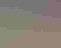 A close up of bands on an eagle's legs