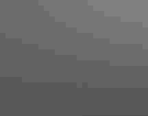 An adult Bald Eagle feeds two babies in a nest in a tree.