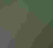 Trouble, Bald Eagle