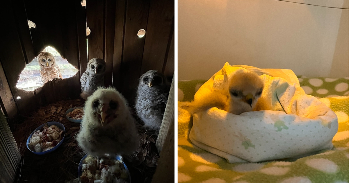 Two Baby Raptors Spring Brings Baby Raptors, Soaring Costs to the Center for Birds of ...