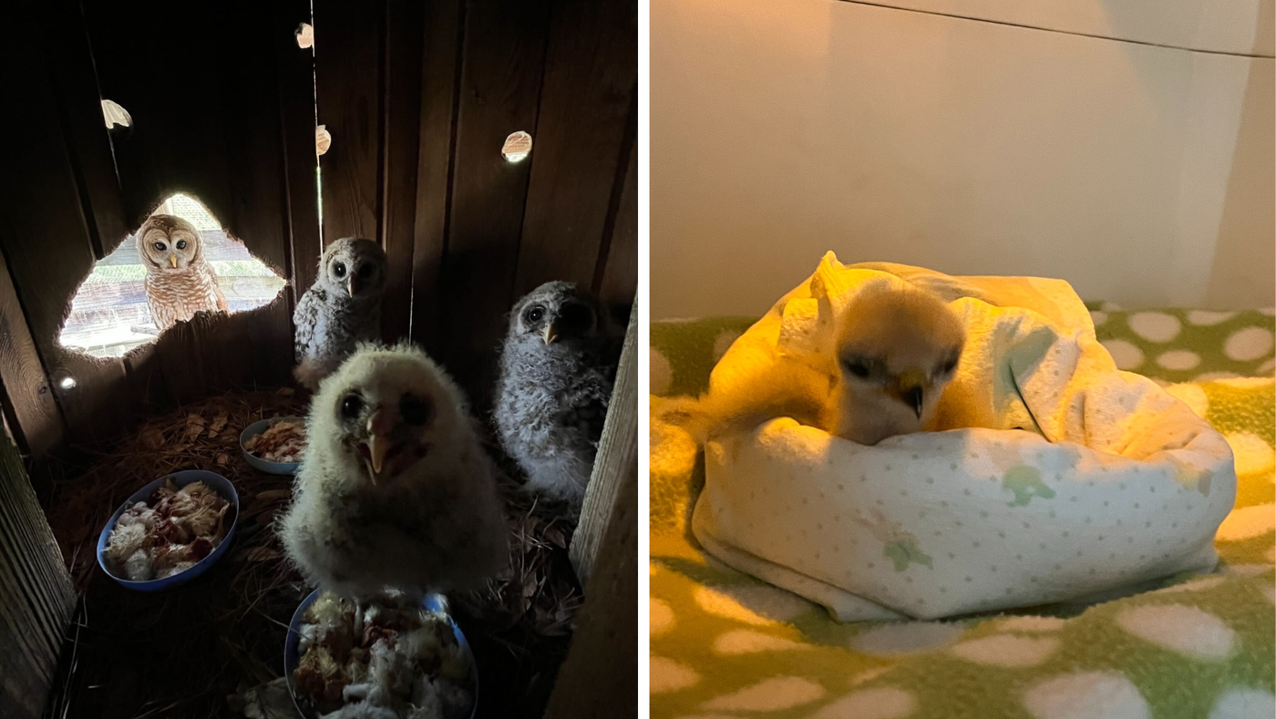Spring Brings Baby Raptors, Soaring Costs to the Center for Birds of ...
