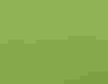 A bird in the grass