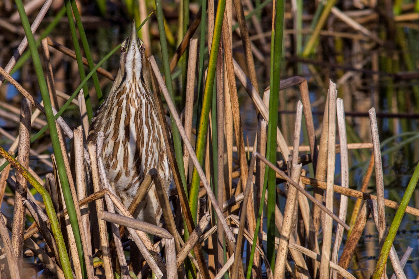The Bittern American Bitterns Rely on Wetlands | Audubon