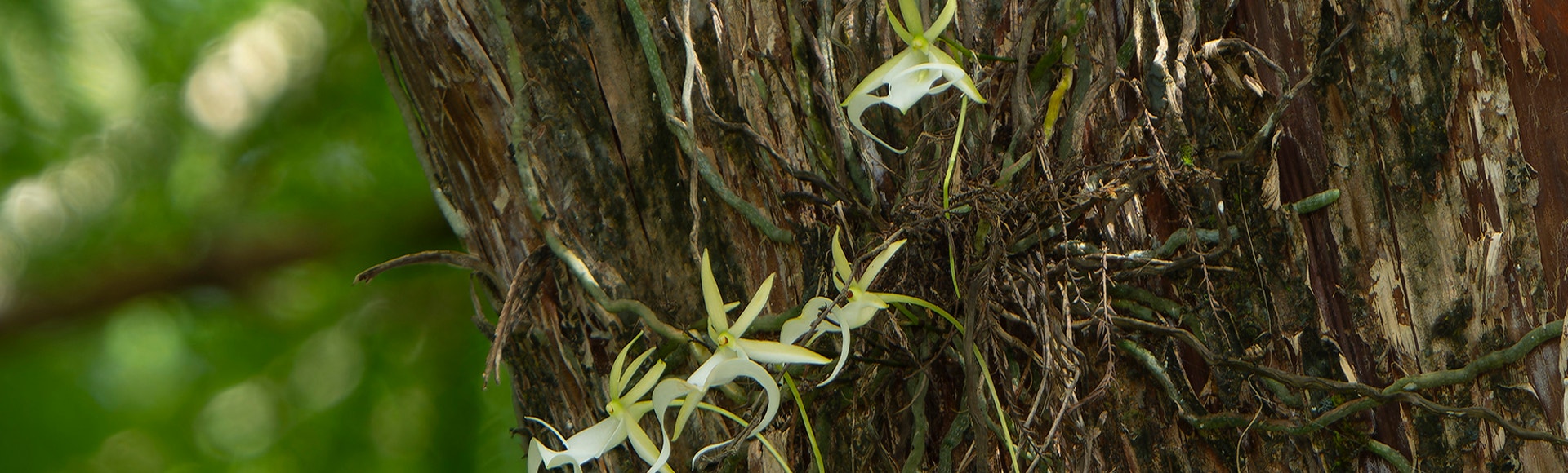 View of white blossoms on the side of a tree trunk