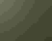 White blossoms on the side of a tree trunk