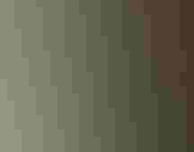 Two white flowers with a tangle of roots on a tree trunk.