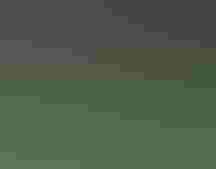 Wading bird in a swamp.