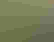 A raccoon in the swamp