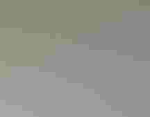 Close-up of a fish on a road